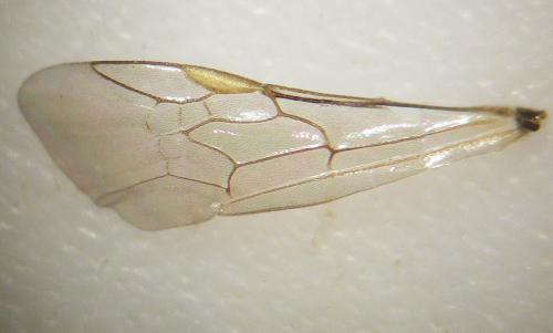Lasioglossum sp.